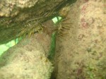 spiny lobster meeting1_1.jpg